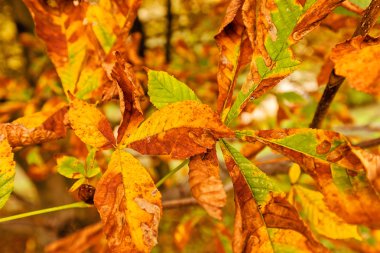 kestane ağacının yaprakları