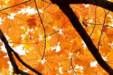  Ağaçta sonbahar yaprakları