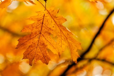  Ağaçta sonbahar yaprakları