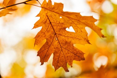  Ağaçta sonbahar yaprakları