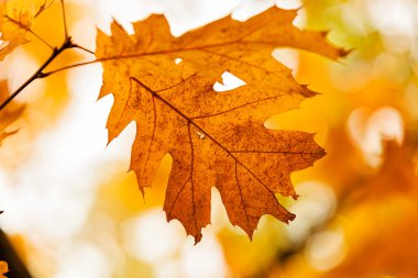  Ağaçta sonbahar yaprakları