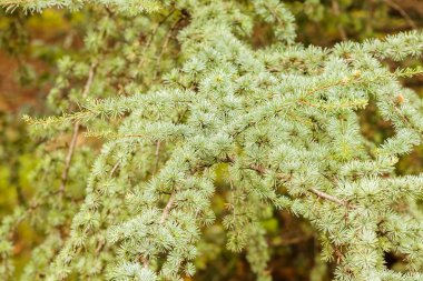Yaprak dökmeyen ağaçlar dallarını 