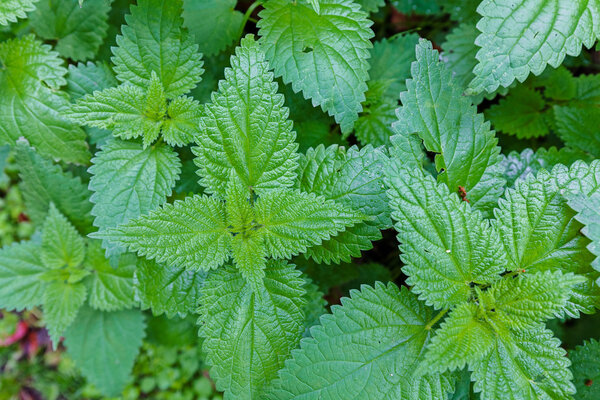 Lots of green stinging nettles in the forest, growing from the ground; note shallow depth of field