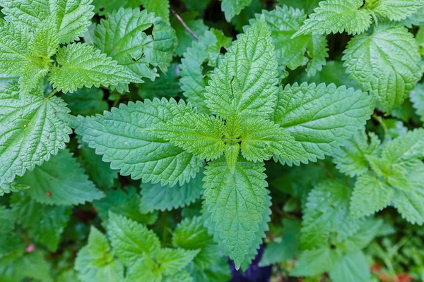 Lots Green Stinging Nettles Forest Growing Ground Note Shallow Depth — Stock Photo, Image