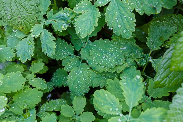 Dew droplets on weeds — Stock Photo, Image