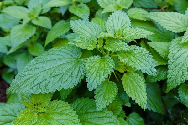 Lots Green Stinging Nettles Forest Growing Ground Note Shallow Depth — Stock Photo, Image