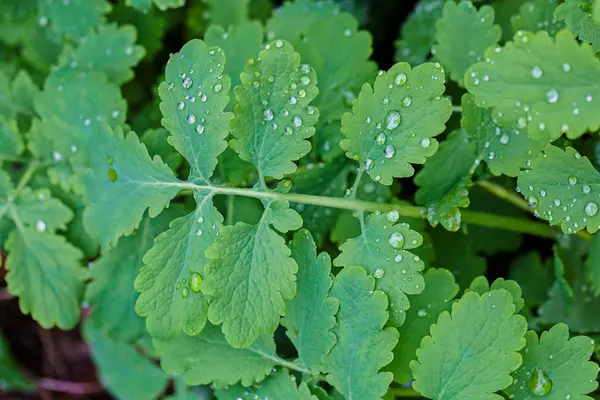 Dew droplets on weeds — Stock Photo, Image