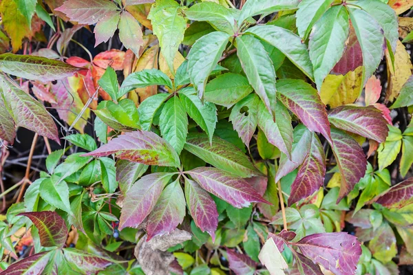 Colorful autumn leaves — Stock Photo, Image