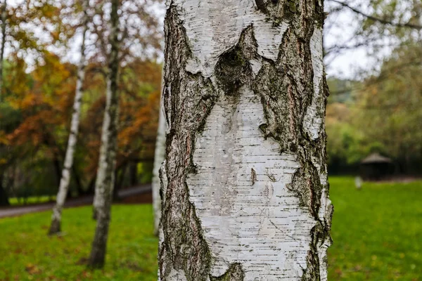 木の樹皮の質感を非常に詳細な — ストック写真