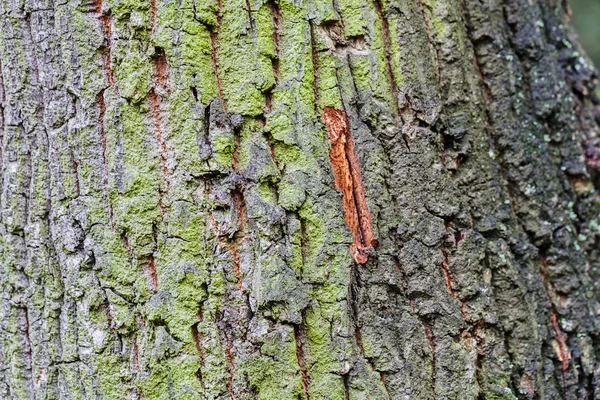 Structure de l'écorce d'arbre — Photo