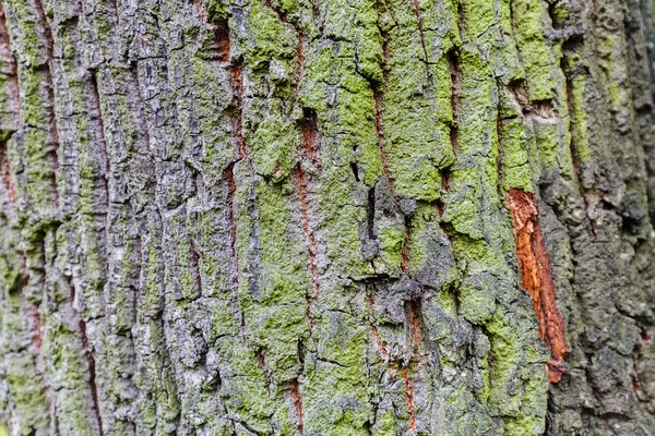 Estrutura da casca da árvore — Fotografia de Stock