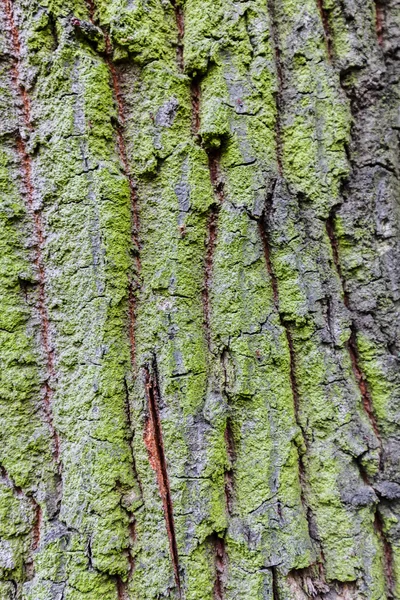 Close up of tree bark structure with the moss in autumn