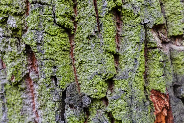 Estrutura da casca da árvore — Fotografia de Stock