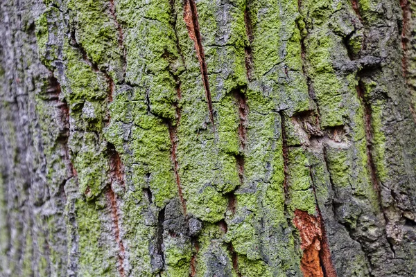 Tree bark structure — Stock Photo, Image