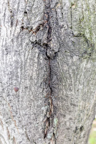 Estrutura da casca da árvore — Fotografia de Stock