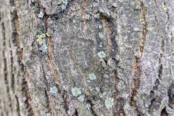 秋天树皮结构与苔藓的关闭 — 图库照片
