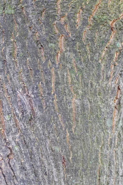 Baumrindenstruktur — Stockfoto