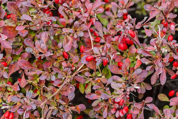 Coloridos arbustos salvajes de otoño — Foto de Stock