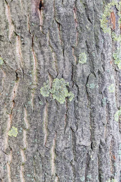 Detail Struktury Kůry Stromu Mechem Podzim — Stock fotografie