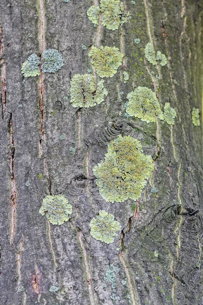 秋の苔と木樹皮のクローズ アップ — ストック写真