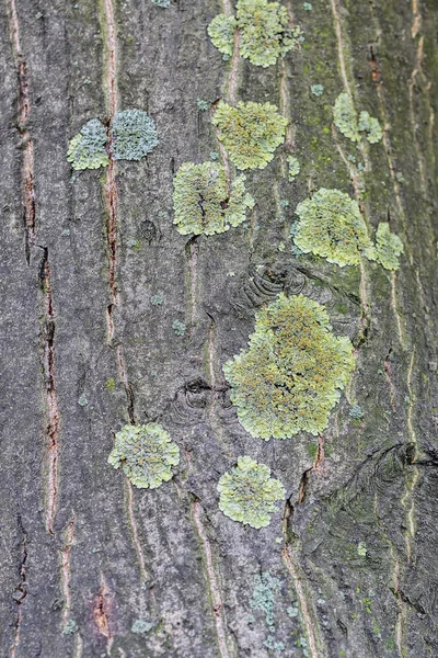 Close Tree Bark Structure Moss Autumn — Stock Photo, Image