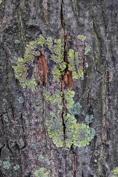 木の樹皮の構造 — ストック写真