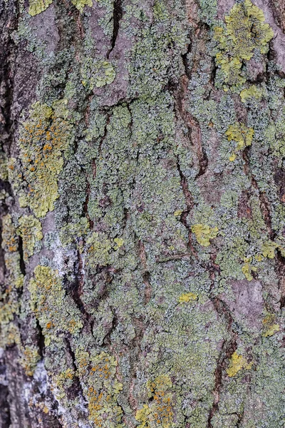 树树皮结构 — 图库照片