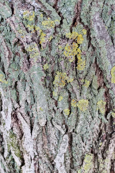 木の樹皮の構造 — ストック写真