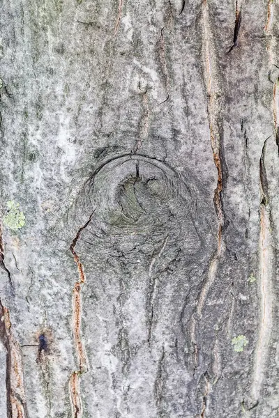 Struttura della corteccia dell'albero altamente dettagliata — Foto Stock