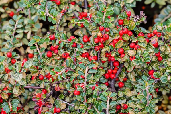 Coloridos arbustos salvajes de otoño —  Fotos de Stock