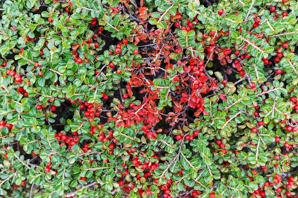 Colorful autumn wild bushes — Stock Photo, Image