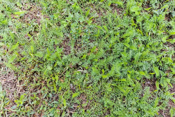 Malezas del bosque en el suelo — Foto de Stock