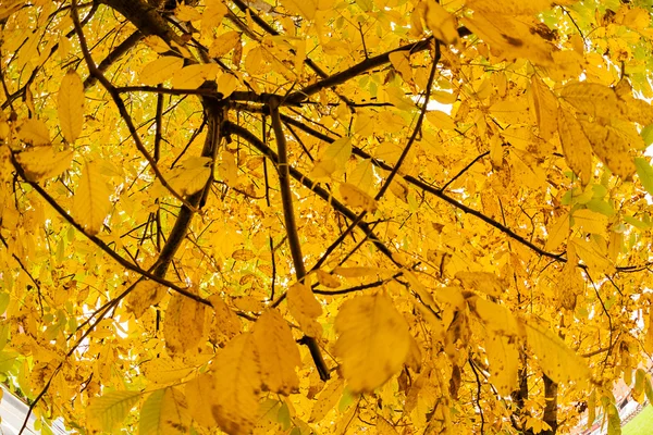 Principios de otoño en el parque — Foto de Stock