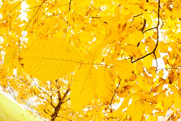 Рання осінь в парку — стокове фото