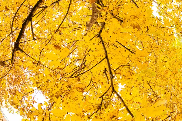 Principios de otoño en el parque — Foto de Stock