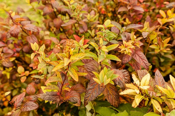 Colorful autumn leaves — Stock Photo, Image