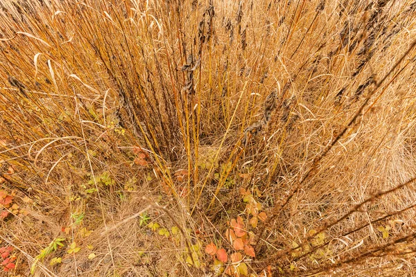 Coloridos arbustos salvajes de otoño — Foto de Stock