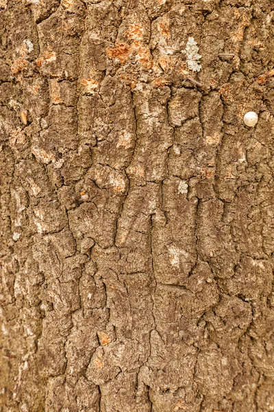Mycket detaljerade trädet bark textur — Stockfoto