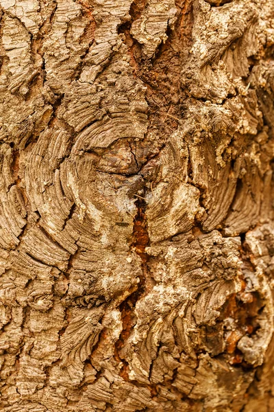 Mycket detaljerade trädet bark textur — Stockfoto