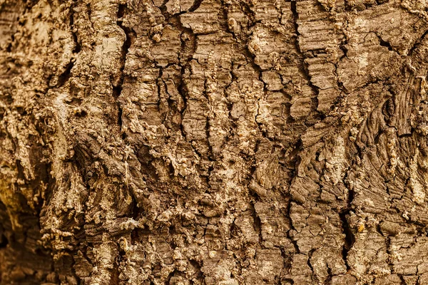 Mycket detaljerade trädet bark textur — Stockfoto