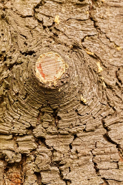 Textura de corteza de árbol altamente detallada — Foto de Stock