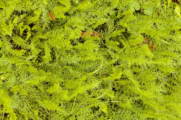 Forest weeds on the ground — Stock Photo, Image