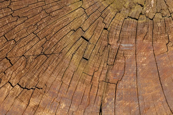 Cross section of the wood