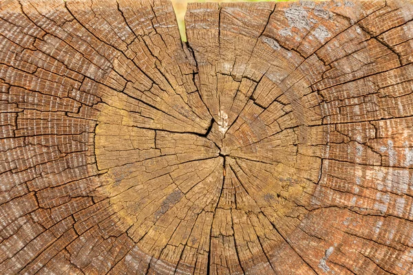 Sezione trasversale del legno — Foto Stock