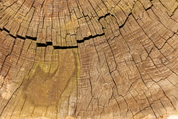 Doorsnede van het hout — Stockfoto