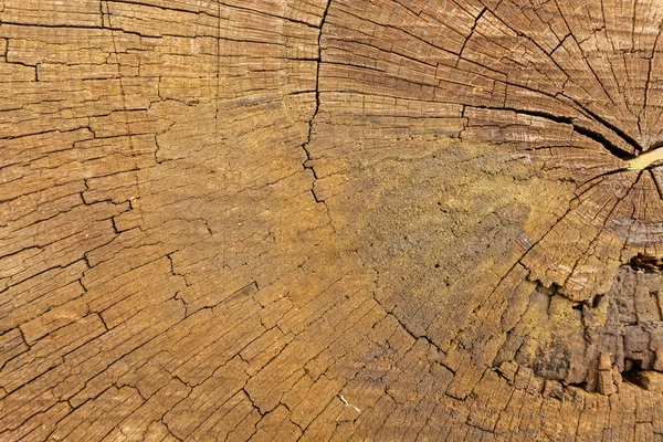 Sezione trasversale del legno — Foto Stock