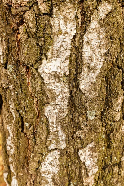 Textura de casca de árvore altamente detalhada — Fotografia de Stock
