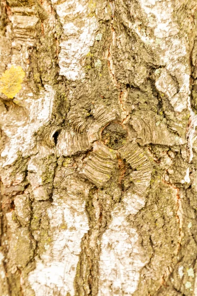 非常详细的树的树皮纹理 — 图库照片