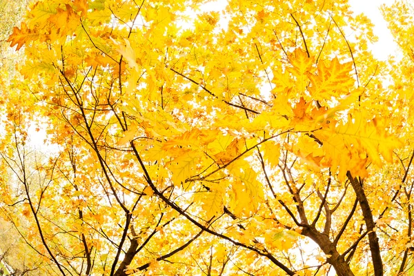 Principios de otoño en el parque — Foto de Stock