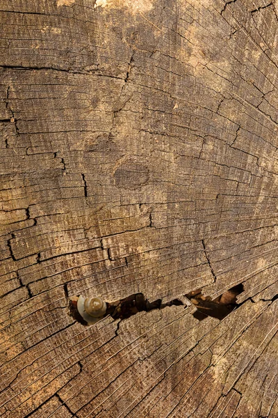 Sezione trasversale del legno — Foto Stock